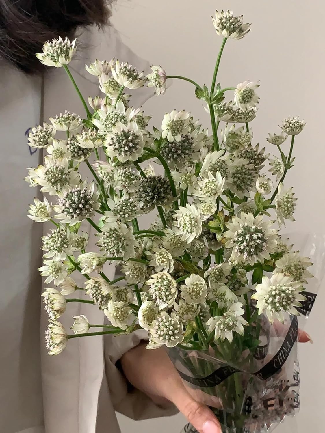 19 White Astrantia major Flowers Hydroponic Fresh Cut Flower Arrangements for Home Decor Birthday Anniversary Healing Sympathy Friendship and Love Gifts