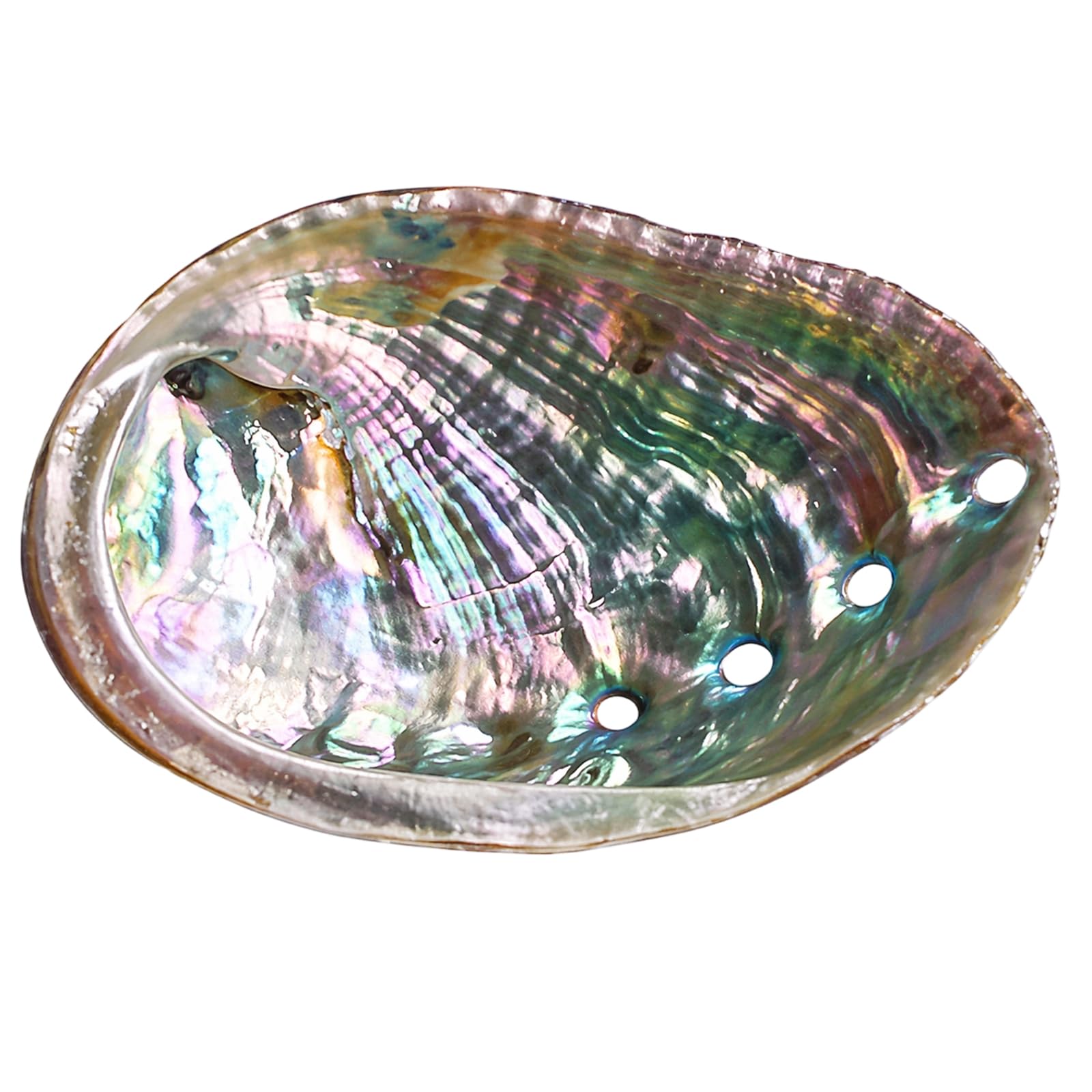 Abalone Shell, 4-4.5 Inch Natural Seashell, Decorative Marine Specimen, Smooth Surface Finish, Craft and Display Applications