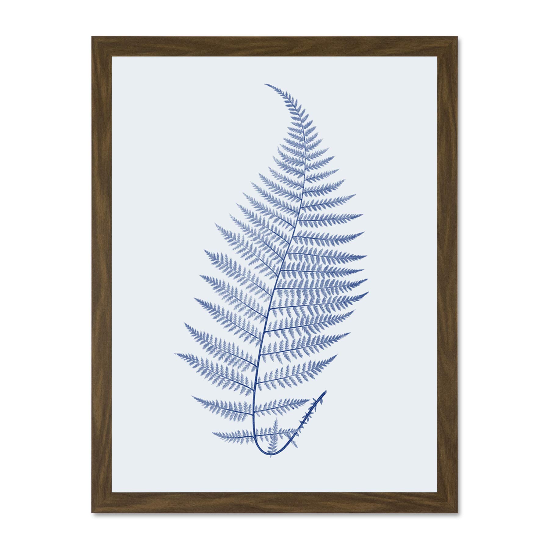 Wee Blue Coo Botanics Cobalt Fern Alpestre Large Brown Framed Art Print Wall Poster 18x24 inch