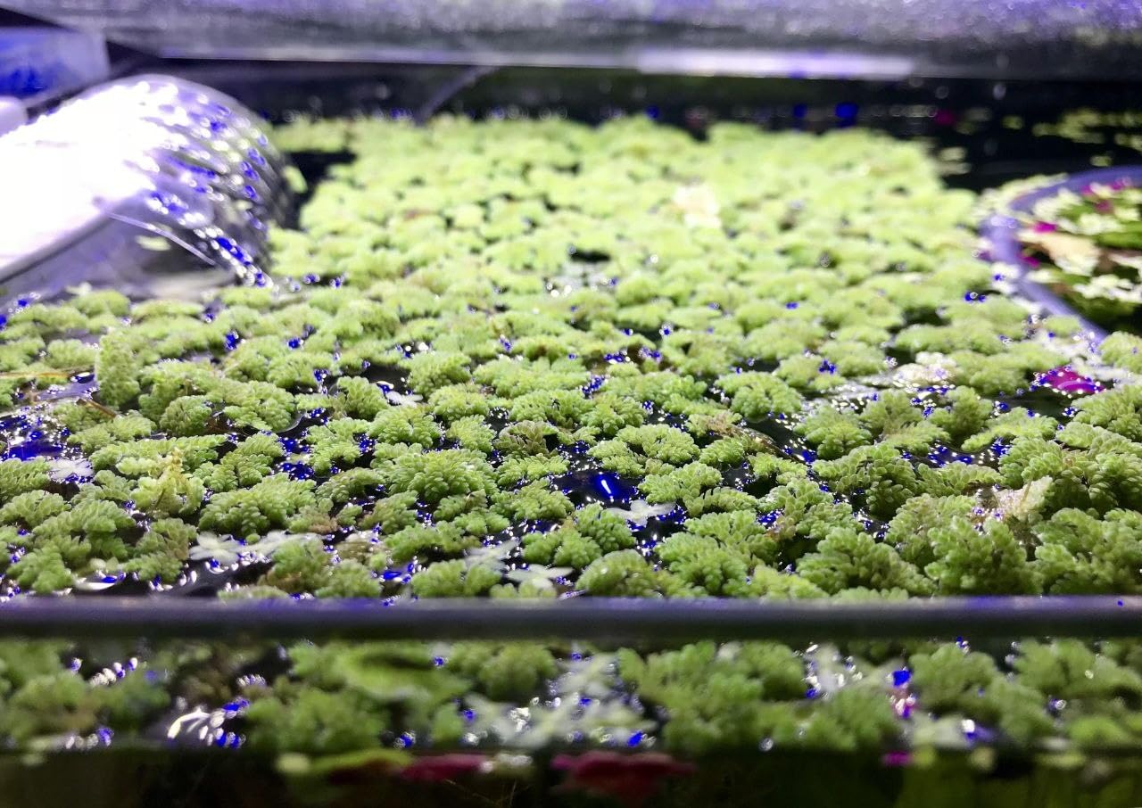 Natural Nitrogen Fixing Aquatic Plant for Rice Fields Bio Organic Fertilizer for Gardeners and Farmers (1400 Live Healthy Plant Seeds)-image-45