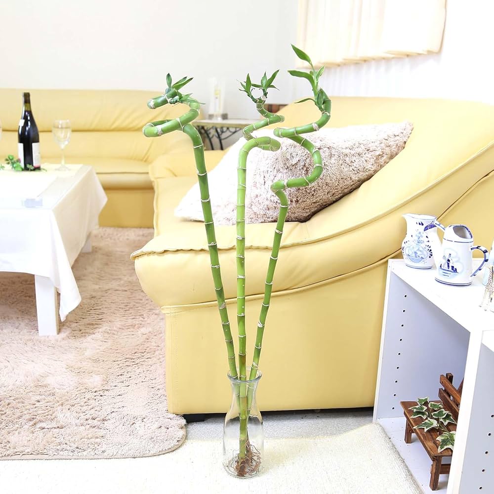 Amazon｜【ブルーミングスケープ】土を使わない観葉植物 開運竹