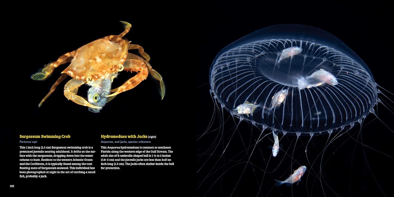 Planktonia: The Nightly Migration of the Ocean's Smallest Creatures