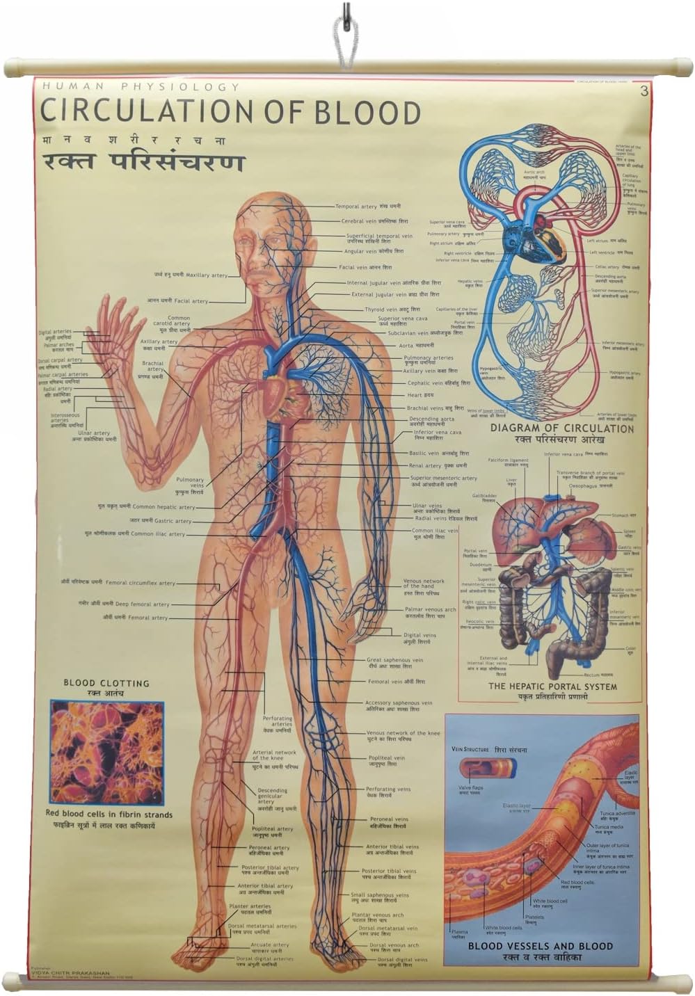 Circulation Of Blood Chart Laminated Wall Chart (Size 100X75 CM) Perfect for Classroom, Student, School, Medical Student