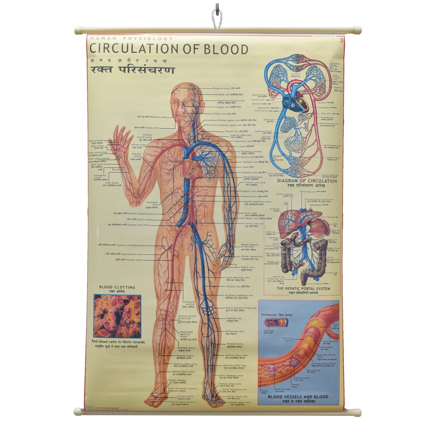 Circulation Of Blood Chart Laminated Wall Chart (Size 100X75 CM) Perfect for Classroom, Student, School, Medical Student