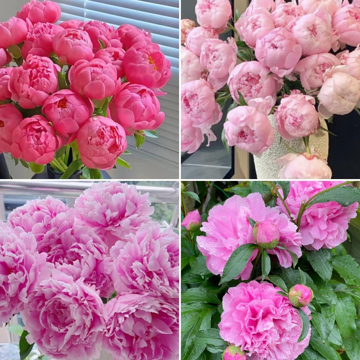Photo 1 of 100pcs Peony Lactiflora Seeds for Cut Flower Farming - Long Stem Variety, Commercial-Grade Blooms, High Yield Perennial for Florist Supply