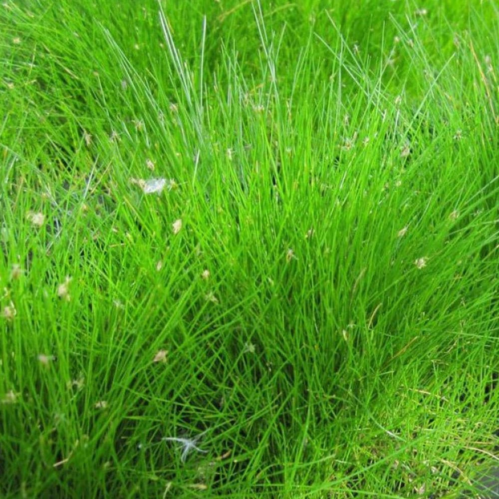 Eleocharis acicularis in Vasetto – Pianta Tappezzante per Acquario Dolce | Singola o Tris | Ideale per Primo Piano (Tris, 3, unità)