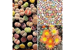 20 Large Lithops 'Living Stones' Succulents, Mix Live Plants