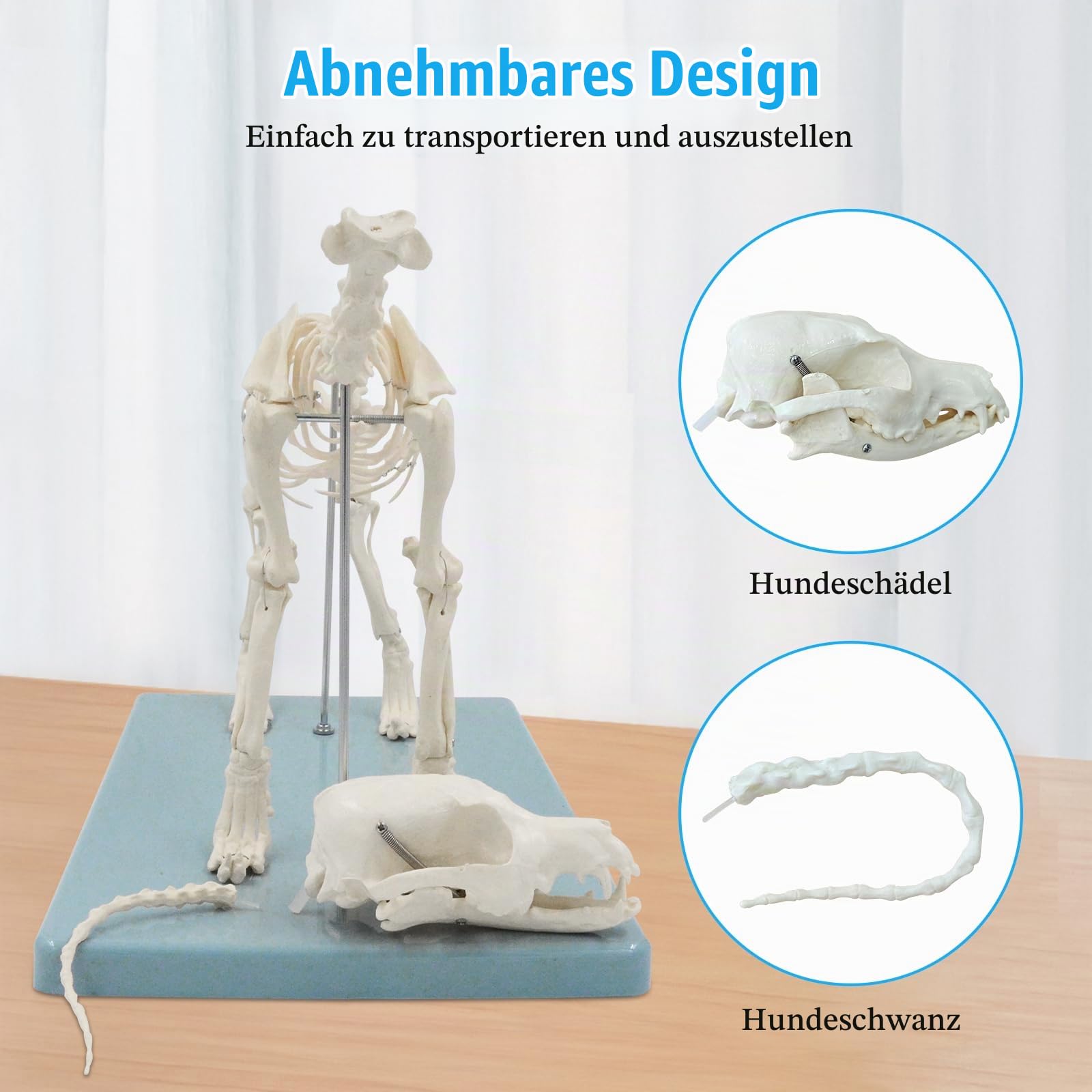 Hundeskelett Modell, Kleines Hunde Skelett Anatomie Modell Mit Sockel, Modell Tieranatomie Lehre, Natürliche Größe, Abnehmbare (Hunde Skelett)