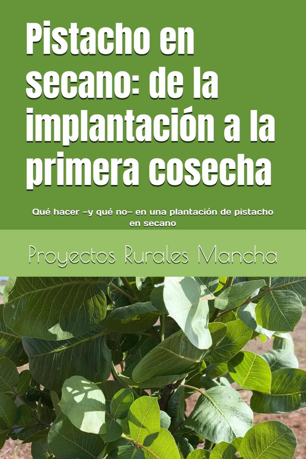 Pistacho en secano: de la implantación a la primera cosecha: Qué hacer —y qué no— en una plantación de pistacho en secano