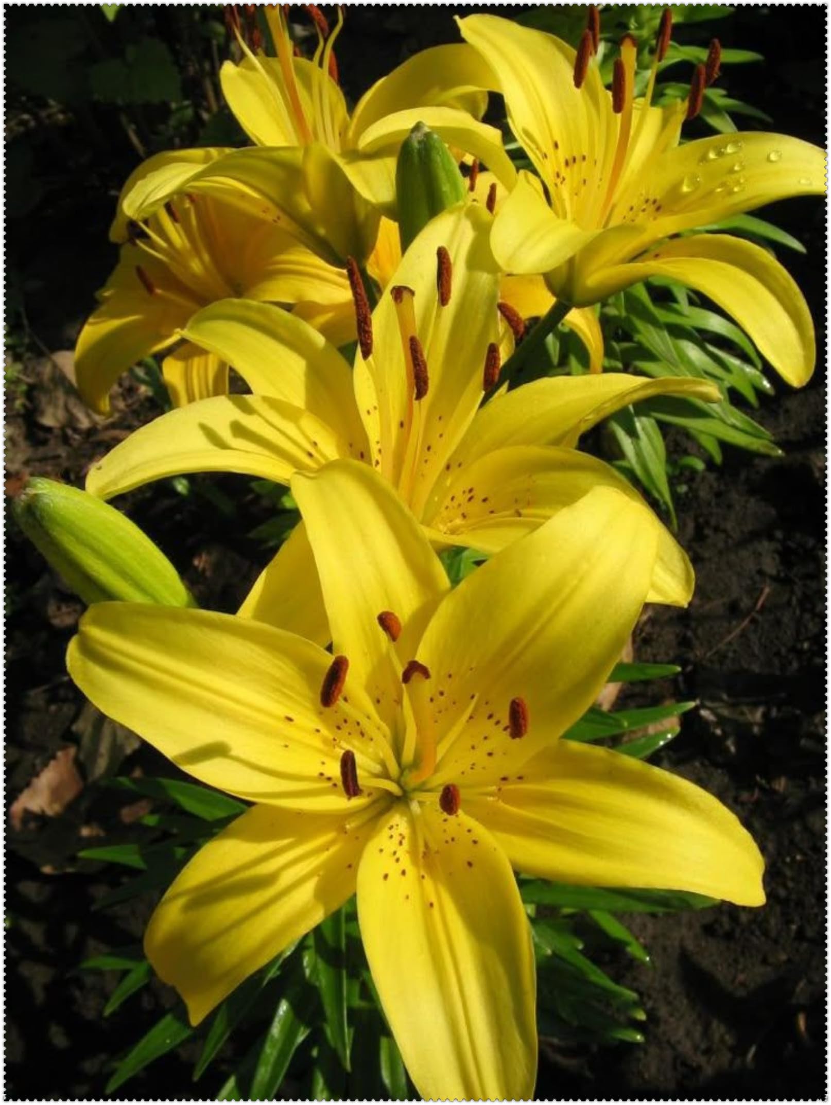 Duftende Lilien/Winterhart Mehrjährige Lilien rhizome/Seltene Lilie Bepflanzung im Innen-Außenbereich/Schmetterlinge anlocken-8 Rhizome-C