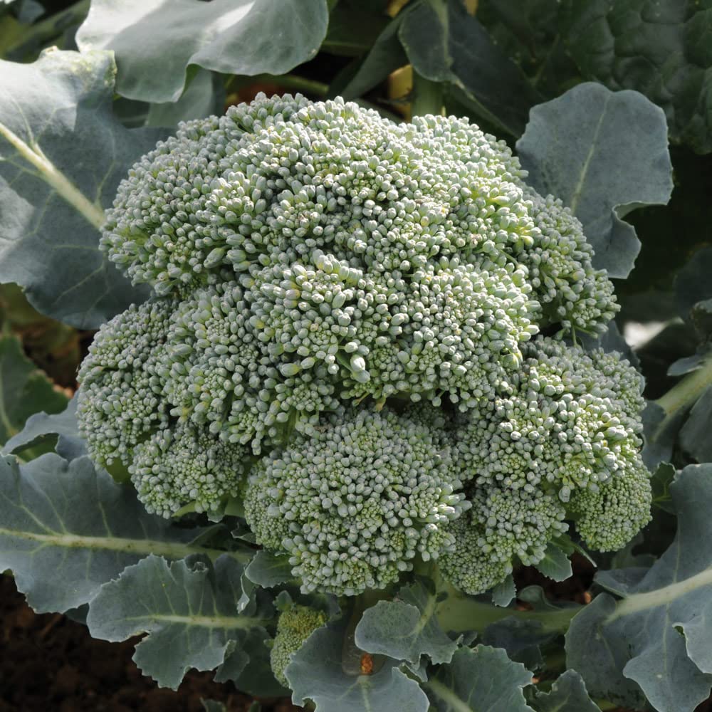 Broccoli Plug Plants. 'Marathon'. Small Plug Plant x 6. Winter Vegetable. Available from Bedwen Plants