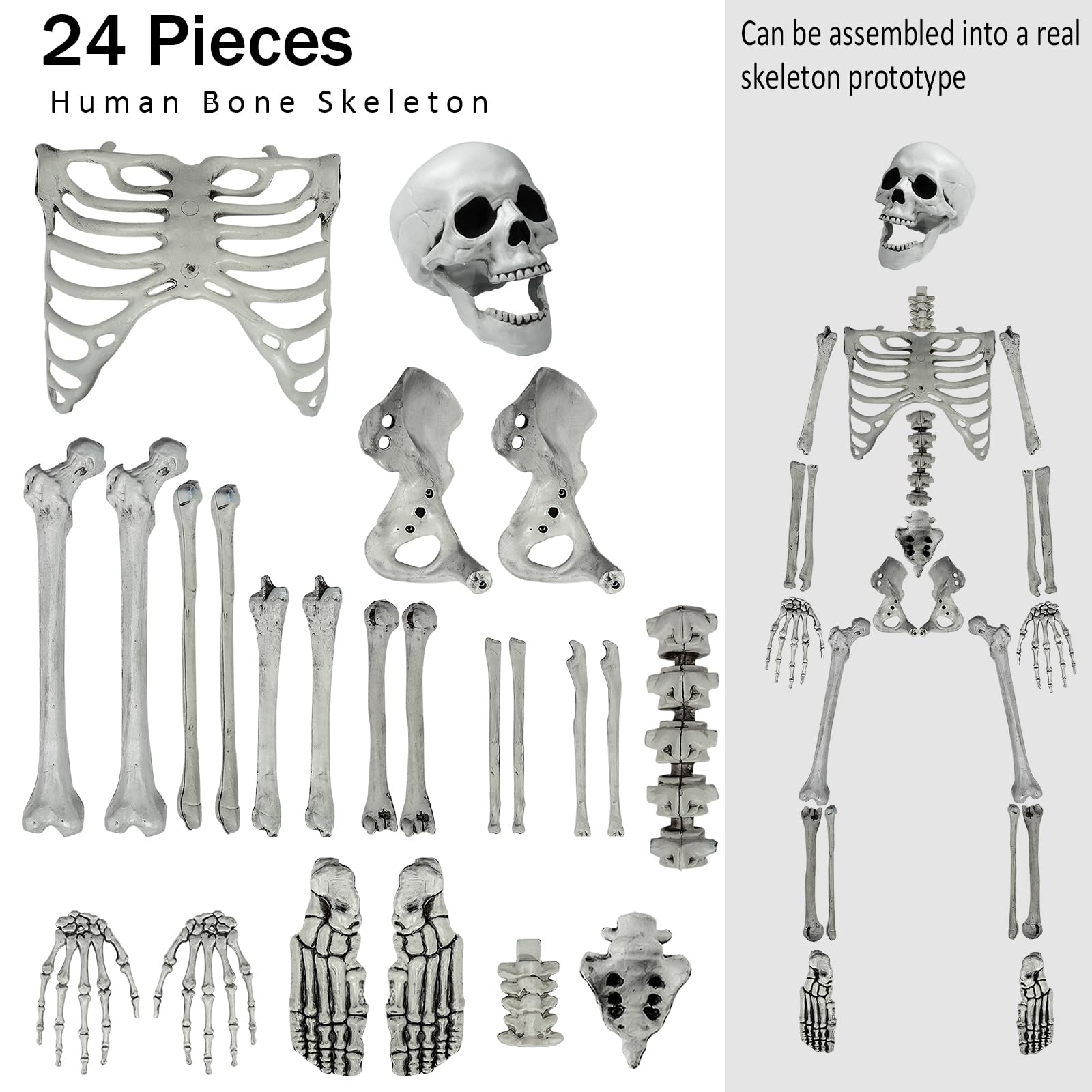 Scheletro Snodabile Di Halloween - Scheletro Di Halloween A Corpo - Foto 6