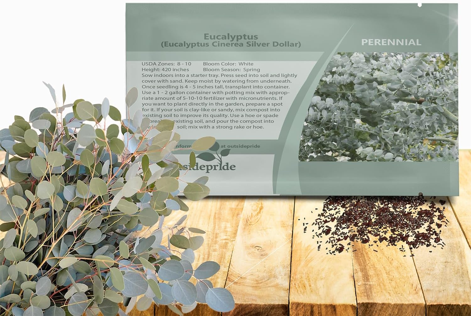 Outsidepride Silver Dollar Tree Eucalyptus Seeds - 25 Pcs. Perennial, Easy to Grow & Drought Tolerant, Flower Seeds for Planting Fragrant, Vibrant Blooms for Landscaping & Pollinator Gardens