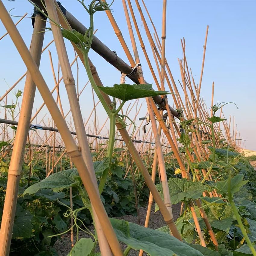 plant bamboo post,6feet,bamboo garden stakes,50pcsbamboo stakes,for tomato,beans,vegetable and flowers, potted plants,indoor and outdoor climbing plants 6ft,50pack