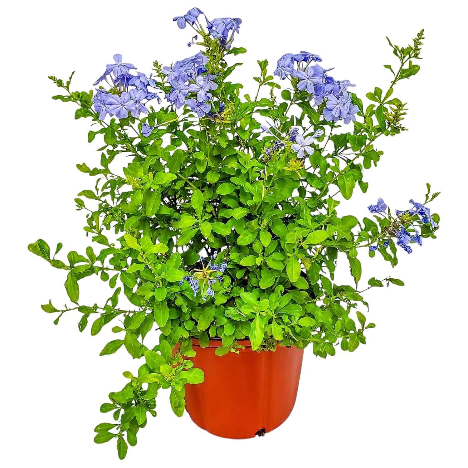 Tropical Plants of Florida 3 gallon plumbago