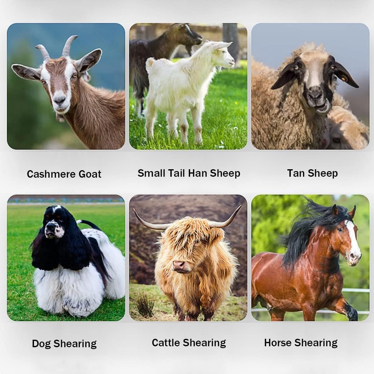 Esquiladora eléctrica de 1000 W para ovejas – Cortapelos profesionales para animales con 2400 RPM y eje flexible, ideal para ovejas, cabras, alpacas, llamas y conejos de angora(Red)