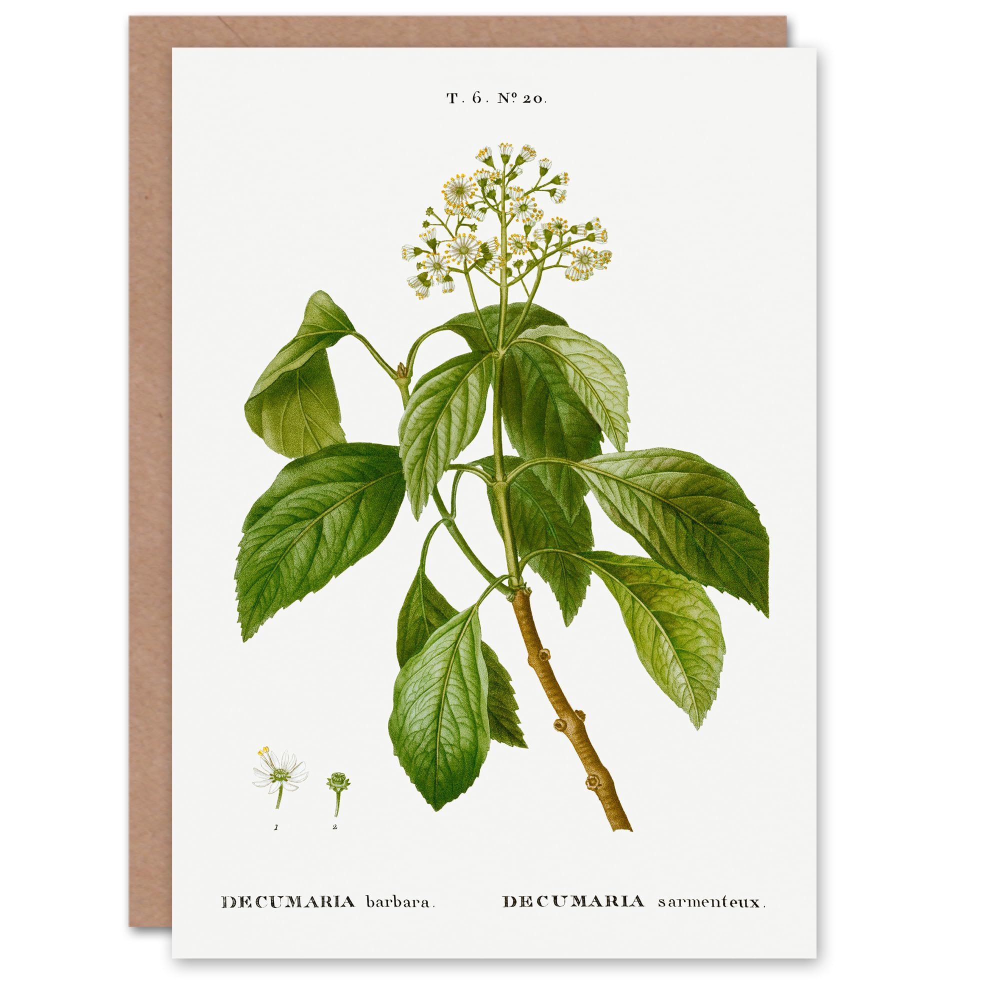 Artery8 Pierre-Joseph Redouté Art Card Climbing Hydrangea Flowers