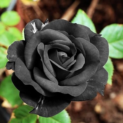 Miniatura 4 de Semillas de rosas negras para plantar, más de 150 semillas de rosas negras raras, arbustos perennes, flores de arbustos perennes, semillas hermosas