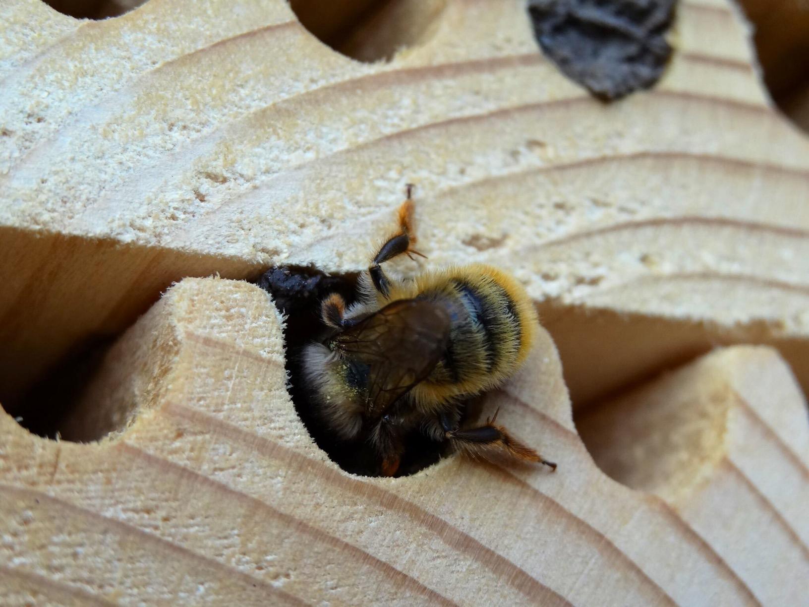 Plants for Bees A Guide to the Plants That Benefit the Bees of the