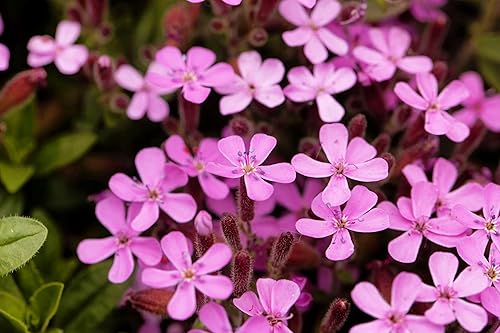 Semillas de Soapwort para Plantar (30 Semillas) - Saponaria officinalis