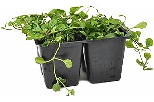 Mazus Reptans Purple Creeping Mazus: Enchanting Groundcover for Vibrant Landscapes