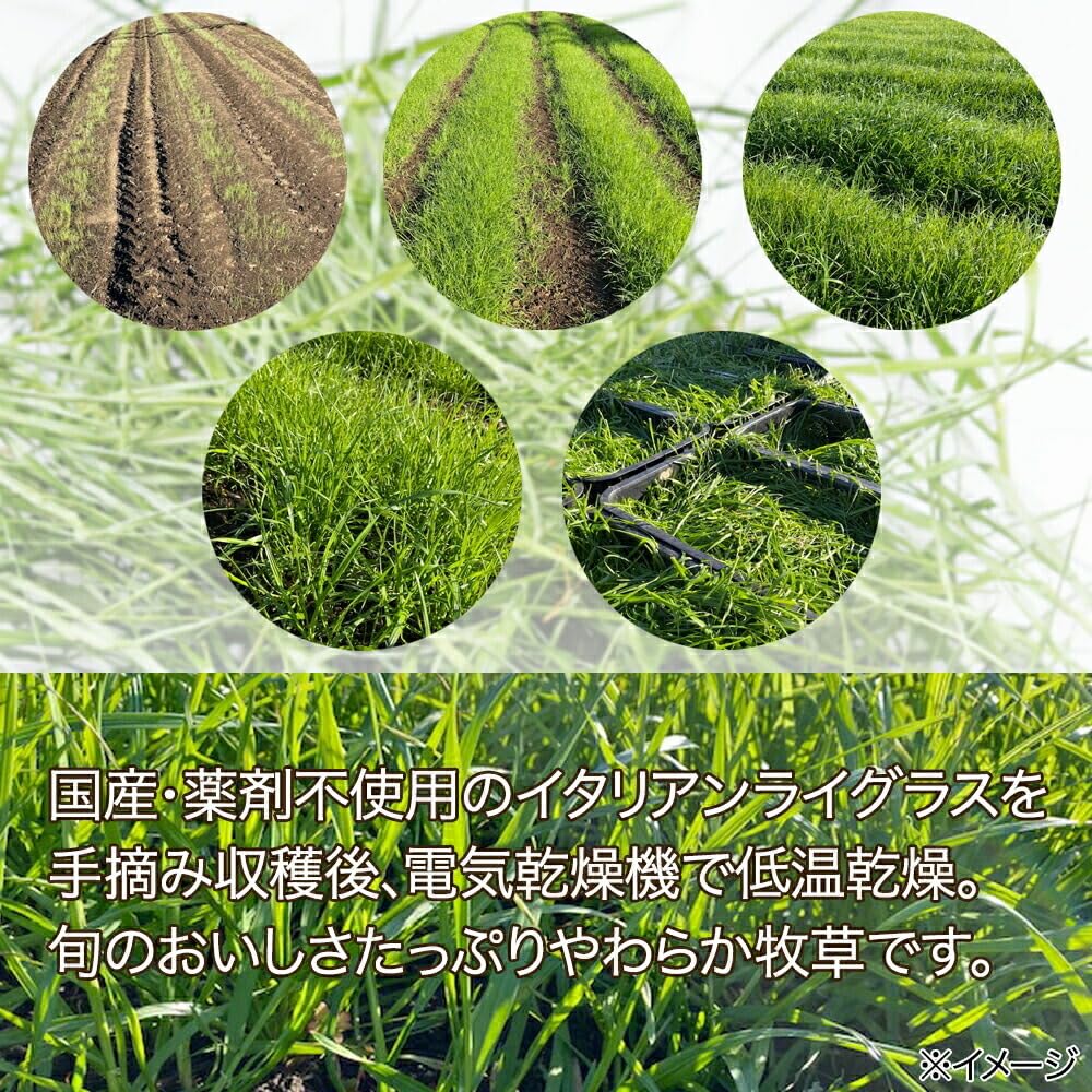 ★みかん★USA産イタリアンライグラス Leaf Corp 令和7年産 国産 やみつきイタリアンライグラス