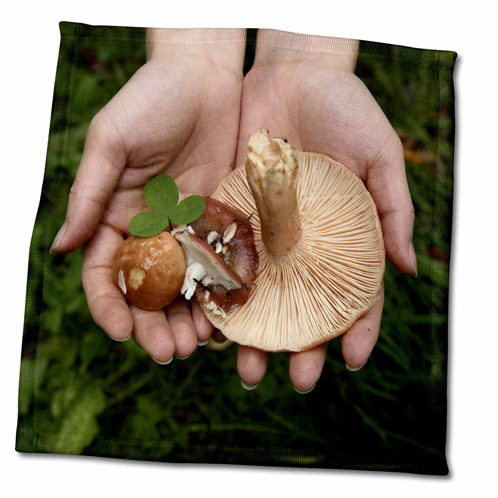 3dRose Wild mushrooms, fungi, Kemeri NP, Lativa - EU39 BBI0000 - Bruce. - Towels (twl-82847-3)