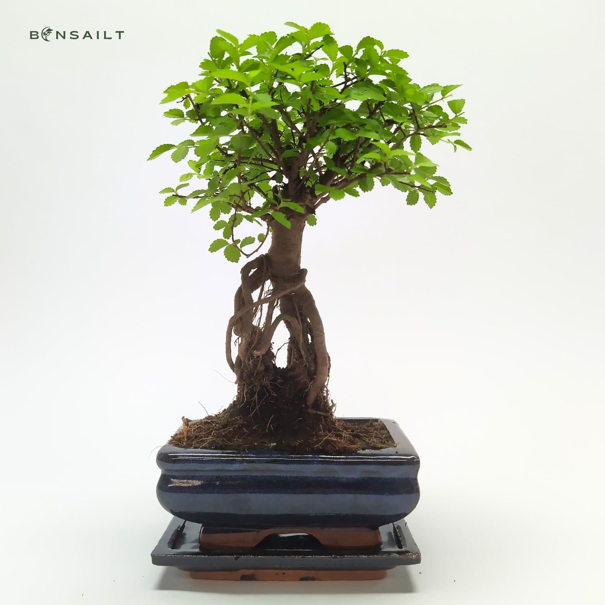 Bonsai Baum mit Keramik Blumentopf - Ulmen-Bonsai - ca. 6 Jahre (15cm Schale)