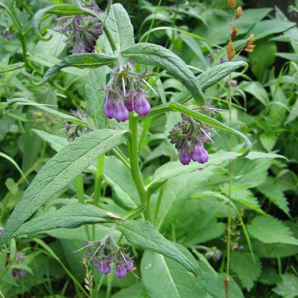 Pinda de Energía Herbal para Masaje Corporal, con Hierbas Orgánicas