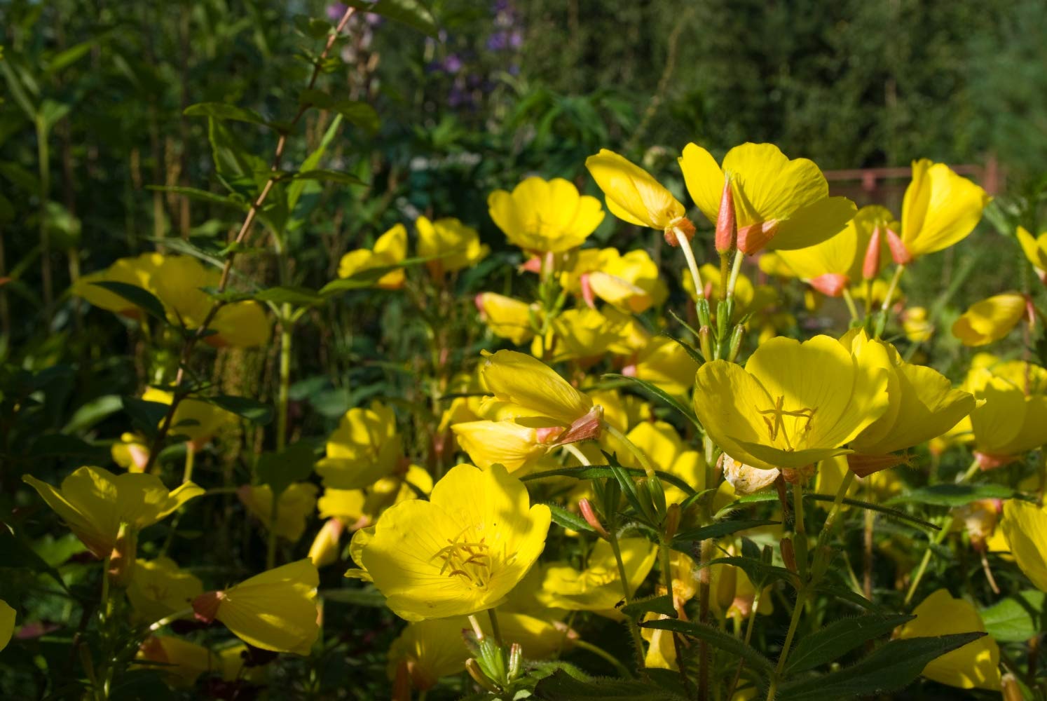 Health Embasssy Poudre de Graines d'Onagre | Oenothera Biennis L | Evening Primrose Seeds Powder 50g