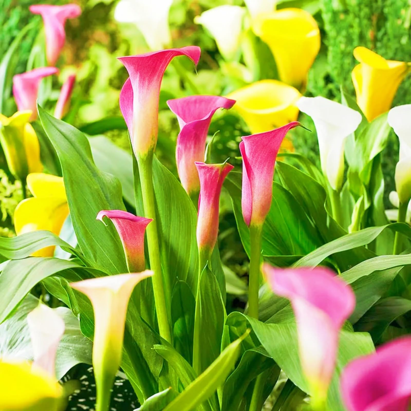 Calla Lily Bulbs Rare Calla Lily Best Decoration Wedding Flowers/Garden Flowers/Plant Bulbs-2bulbs-e โ image 1