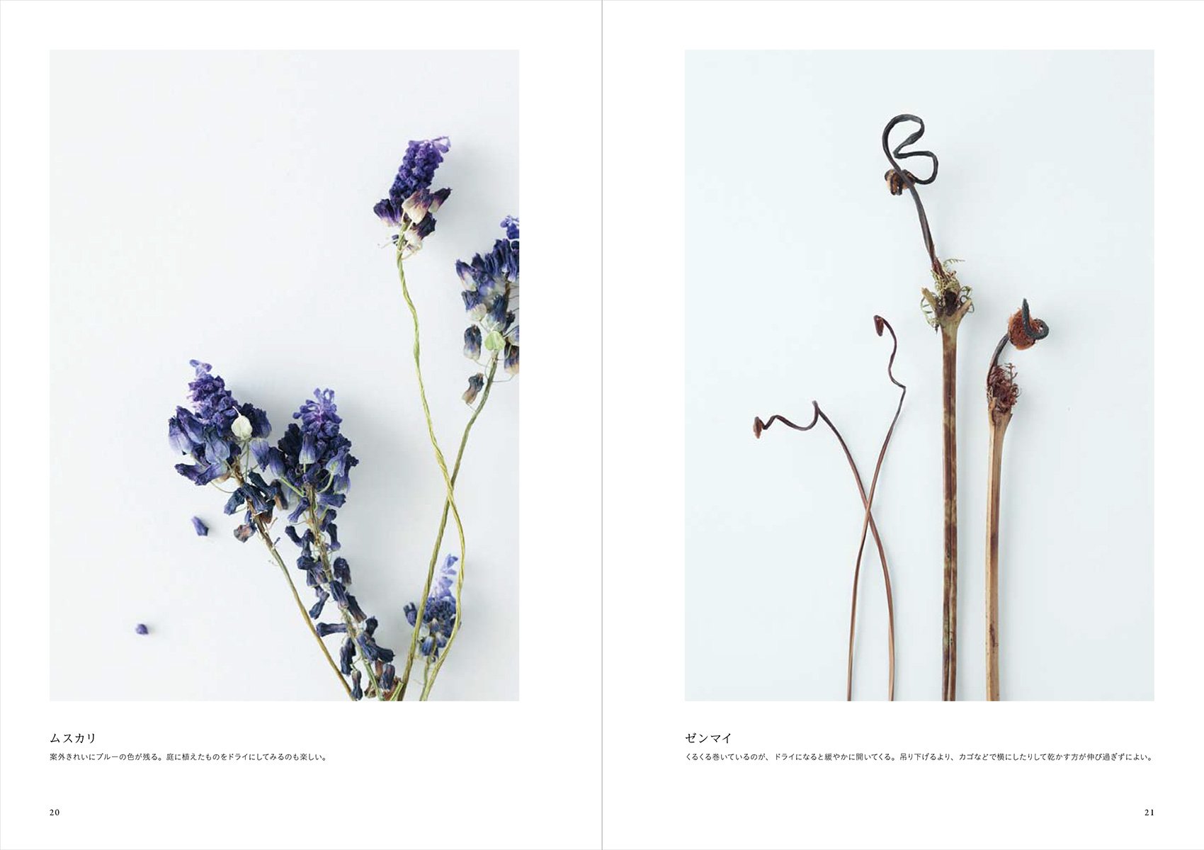 ドライフラワー図鑑 高橋 有希 本 通販 Amazon ドライフラワー図鑑 高橋 有希 本 通販 Amazon