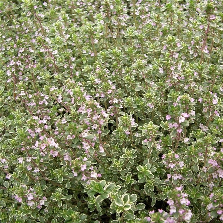 Thyme x citriodorus 'Silver Queen' - (Thymus) Herb Garden Plant Hardy Perennial Flowering Garden Plants Easy to Grow Your Own by Park Farm Plants (1 x 9cm Pot)