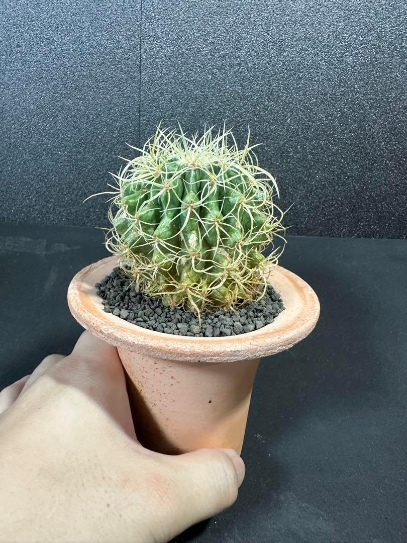 多肉植物狂棘金鯱 【公式通販】 多肉植物狂棘金鯱 【公式通販】