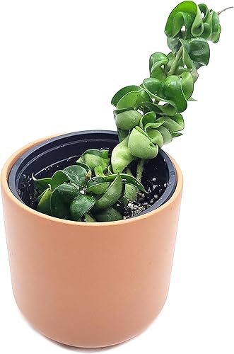 Hoya Hindu Rope Planta de interior viva de 4 pulgadas en maceta o Hoya Carnosa Compacta Easycare Plant | Purificador de aire natural | Cultivado en