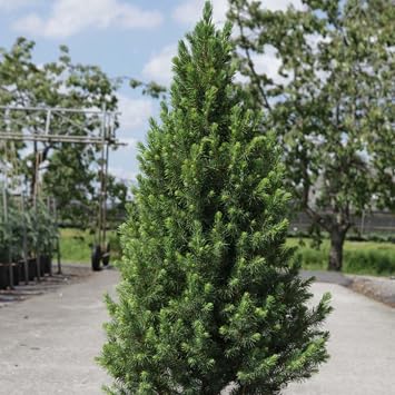 Picea Glauca December Compact Evergreen Dwarf Spruce for Alpine Gardens, Rockeries, Patio, and Containers, Slow-Growing, Conical Shape, 1 x 3 Litre Pot by Thompson and Morgan