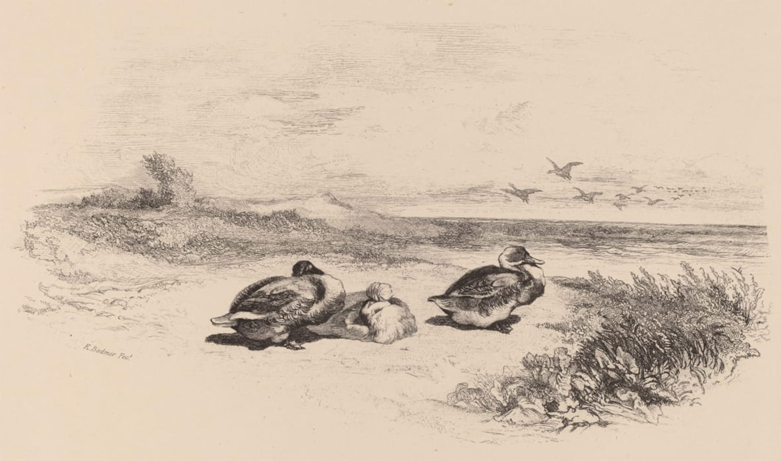 SERENDIPITP Vintage Wall Art Canvas Nordic Poster Canvas Print Picture Wild Ducks by Karl Bodmer Wall Art Poster for Home Decor 60x90cm
