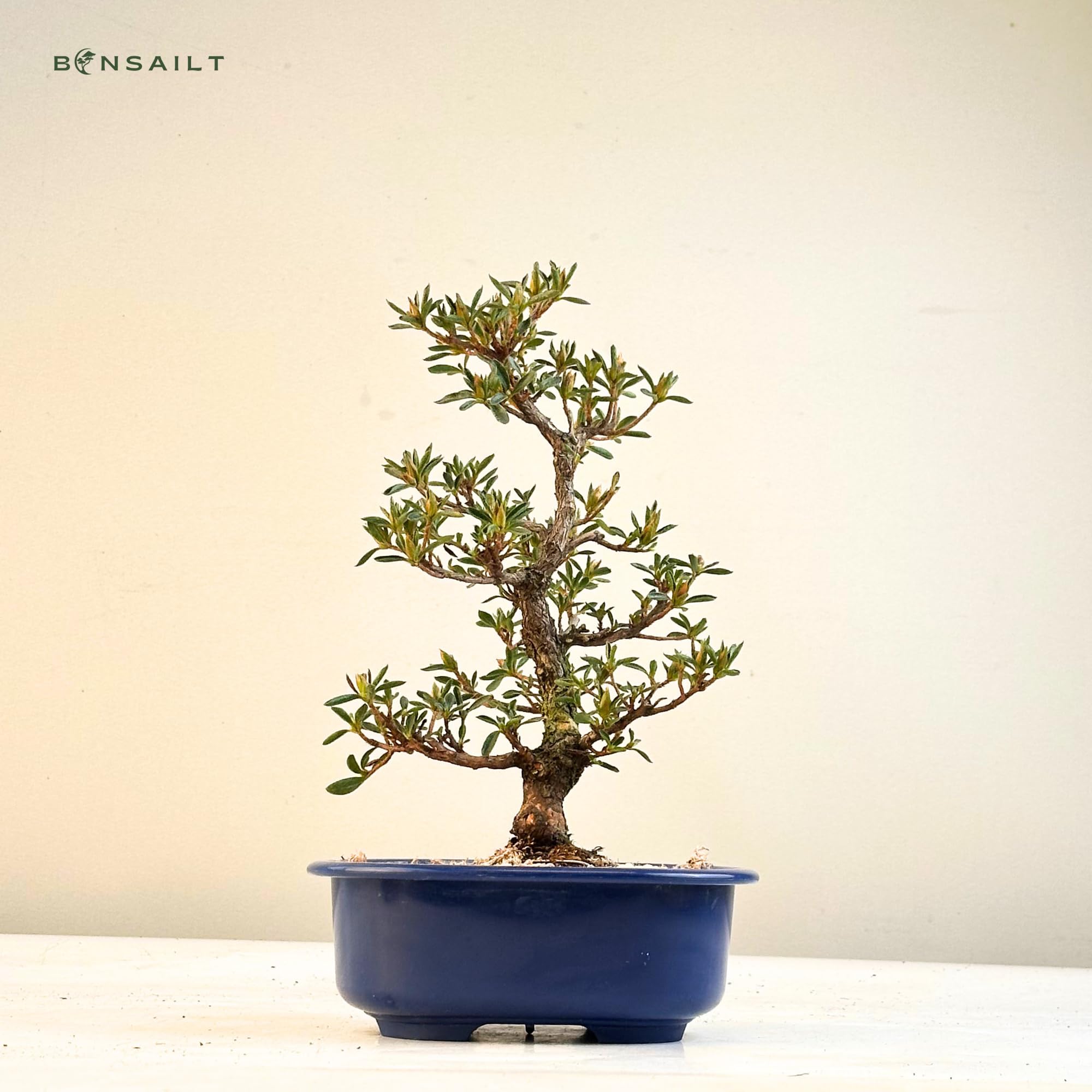 Satsuki Azalee Bonsai – 1x Japanischer Outdoor Bonsai Baum – Perfekter Anfänger- Winterhart – 18 cm Topf – Pflegeleichter Blütenbonsai – Blüht in Wunderschönen Farben