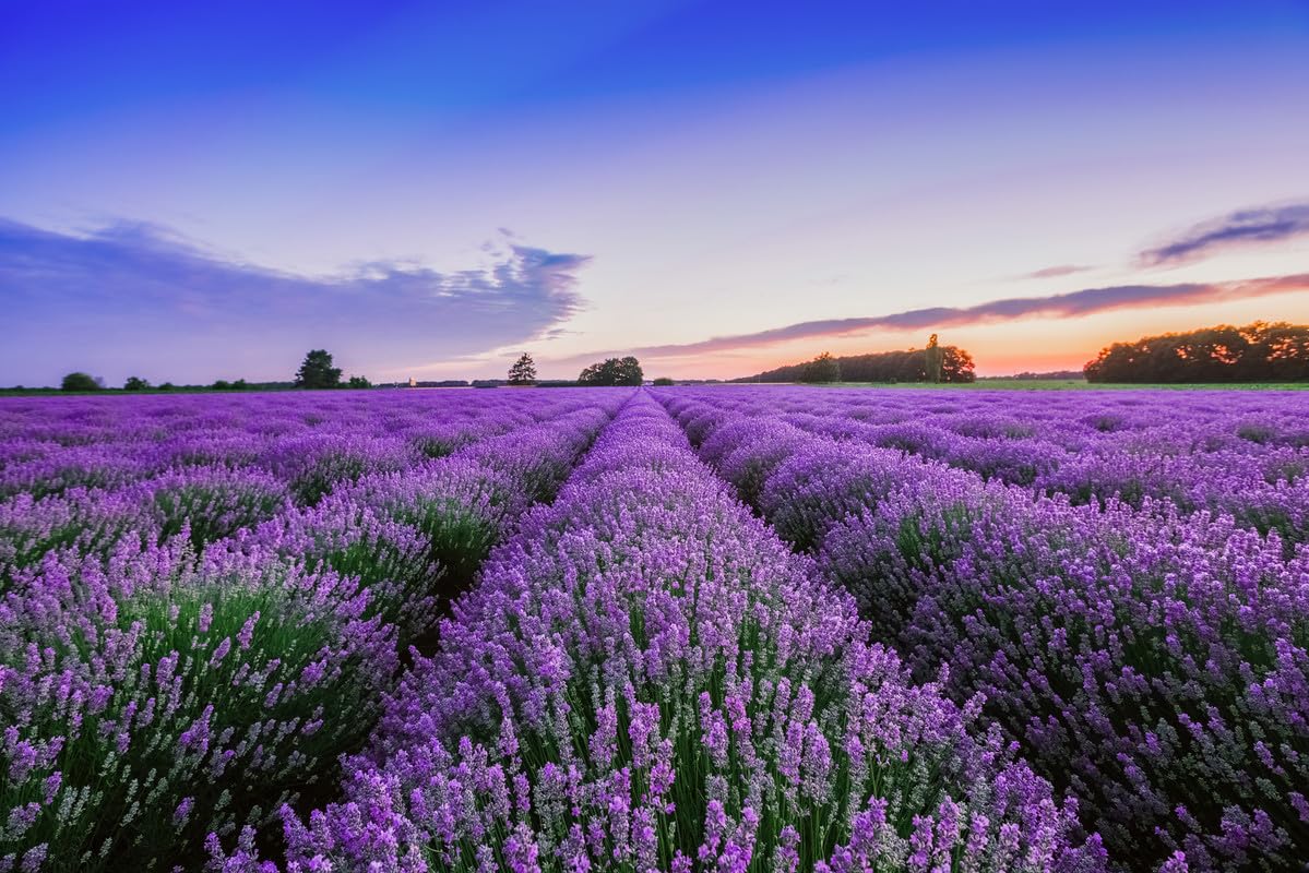 A.S. Création Fototapete Lavender Field 3,75 m x 2,50 m - WALLLOVE Tapete Lavendelfeld in Lila, Blau inkl. Kleister - DD129578