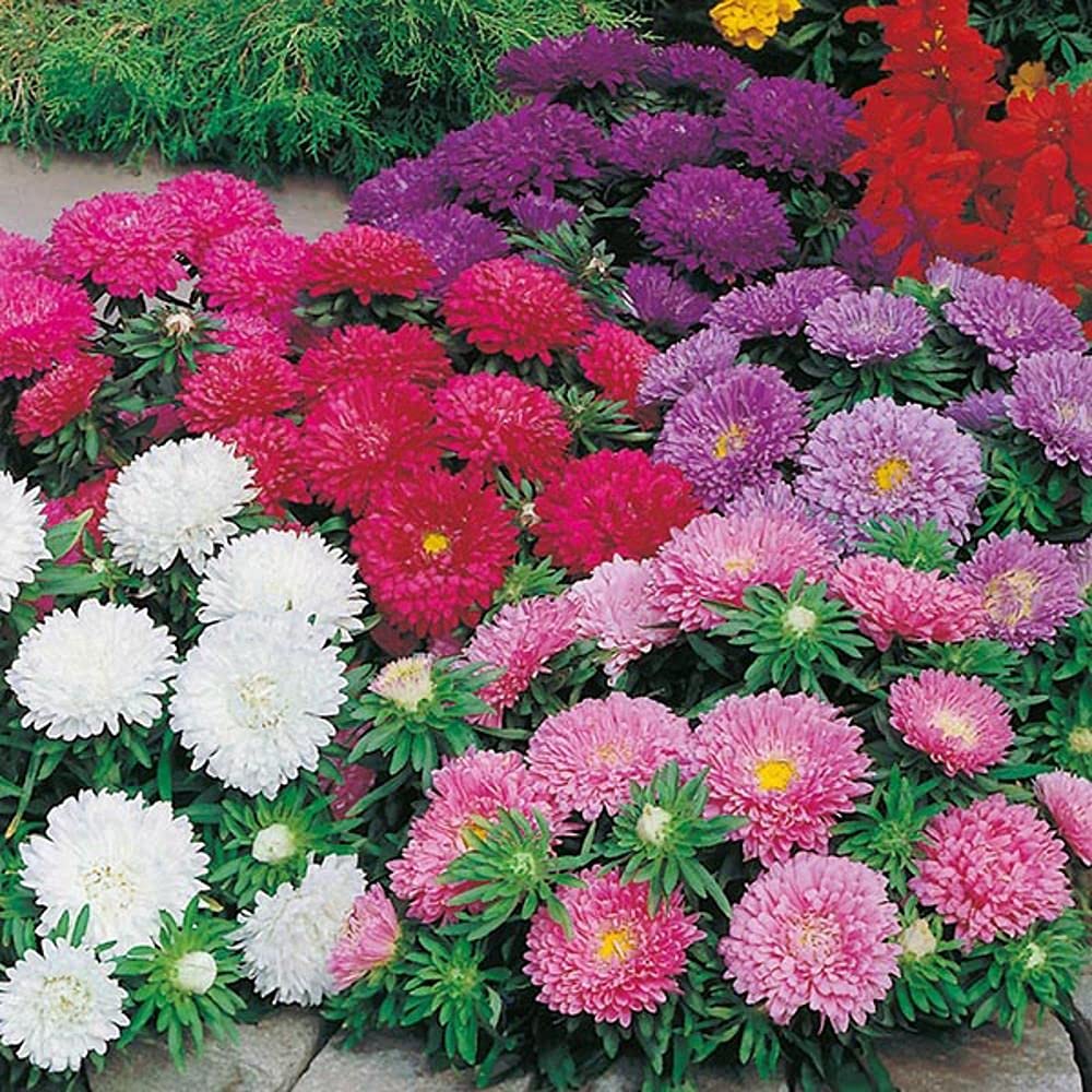 LIVE GREEN Flower Seeds | Aster Mix Color Flower Seeds (60 seeds pack) (B09BV5GF4B) Amazon Price History, Amazon Price Tracker