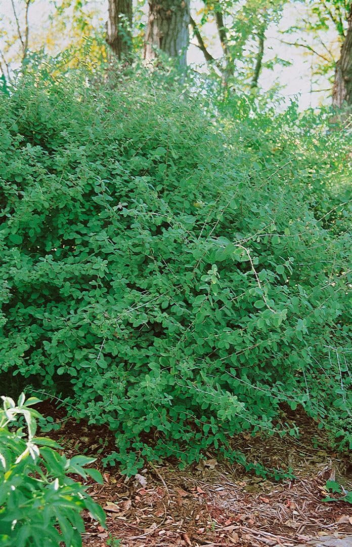 Lonicera xylosteum 125150 cm  Winterhart, Mehrjhrig, Pflegeleicht  Rote  Heckenkirsche  Heckenpflanze fr Garten & Sichtschutz : Amazon.de: Garten
