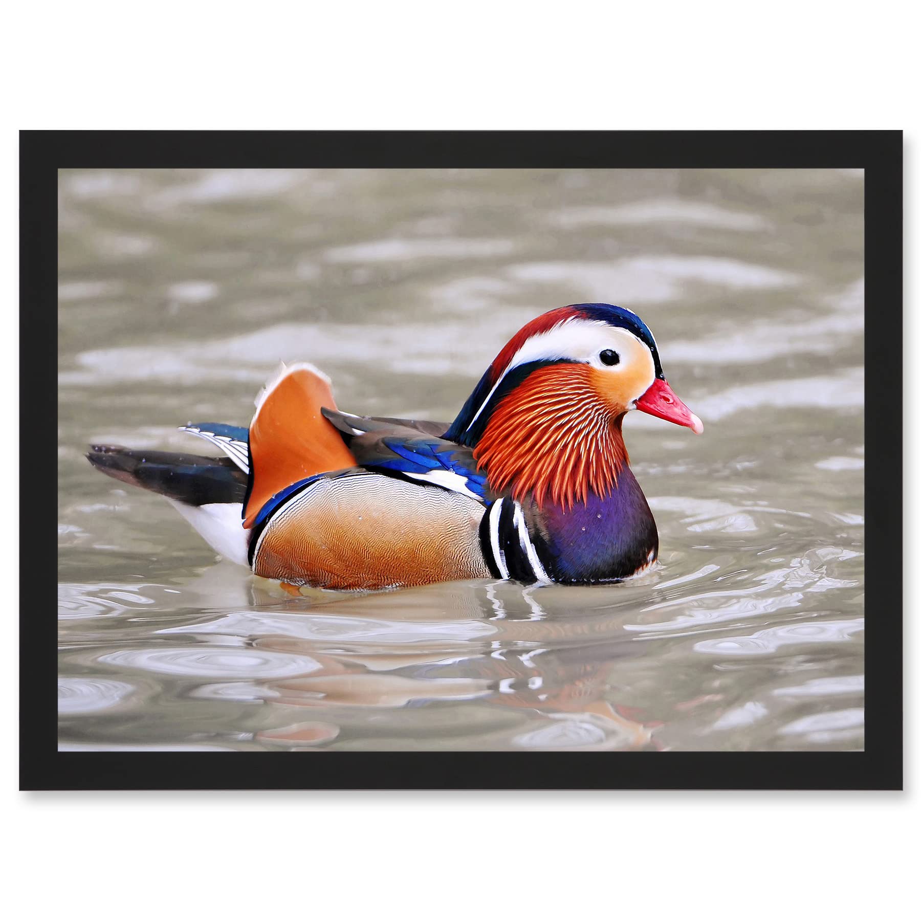 Male Mandarin Duck Framed Wall Art Print A4 - Animal Photo Bird Artwork - Artery8