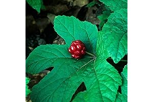 CHUXAY GARDEN Goldenseal Plant: An Herb Rich in Traditional Medicinal Value