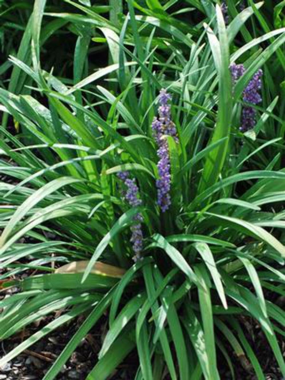 Liriope muscari Royal Purple