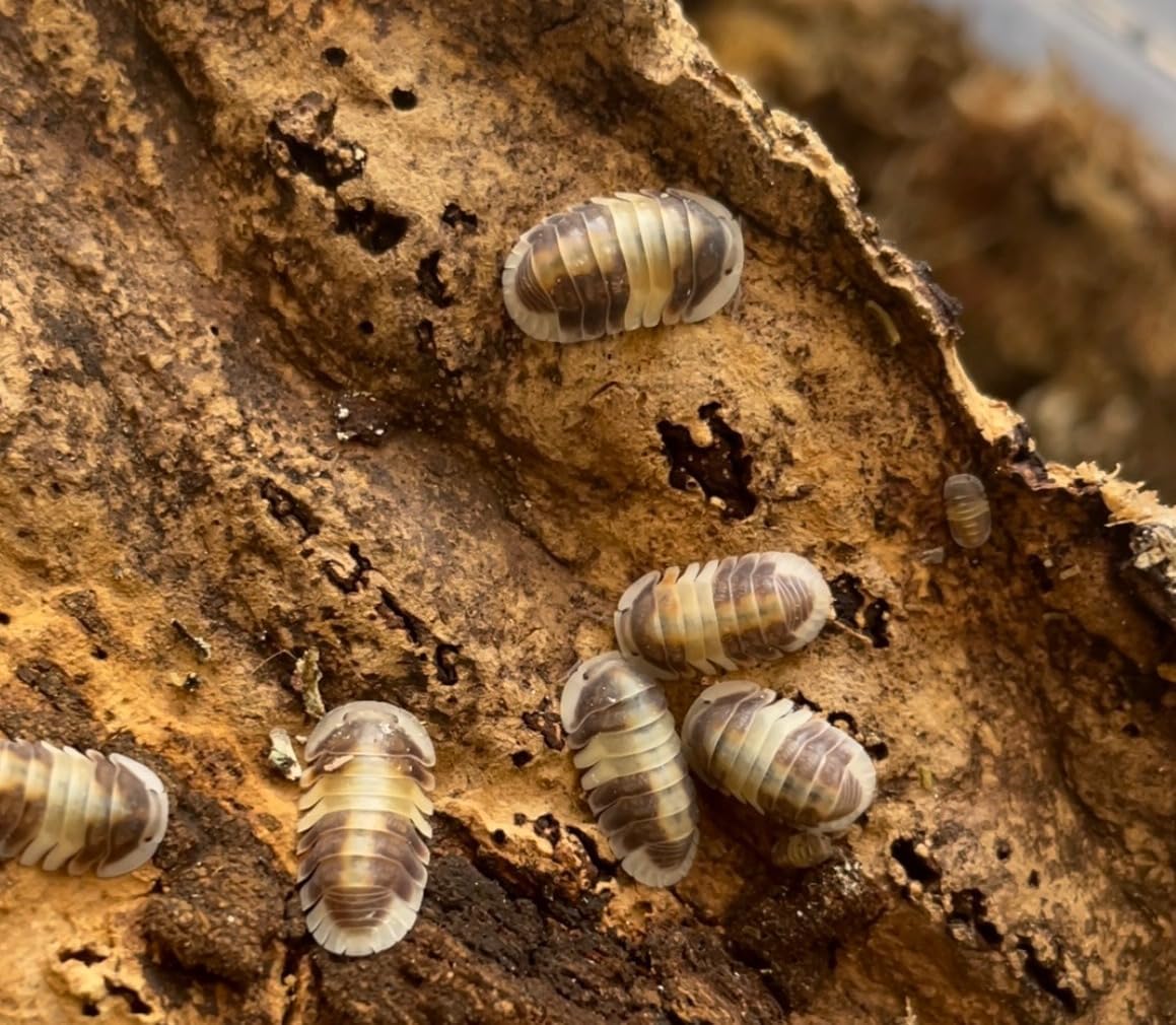 Bugzy Bugs Blonde Rubber Ducky 6 Count Cubaris Isopods