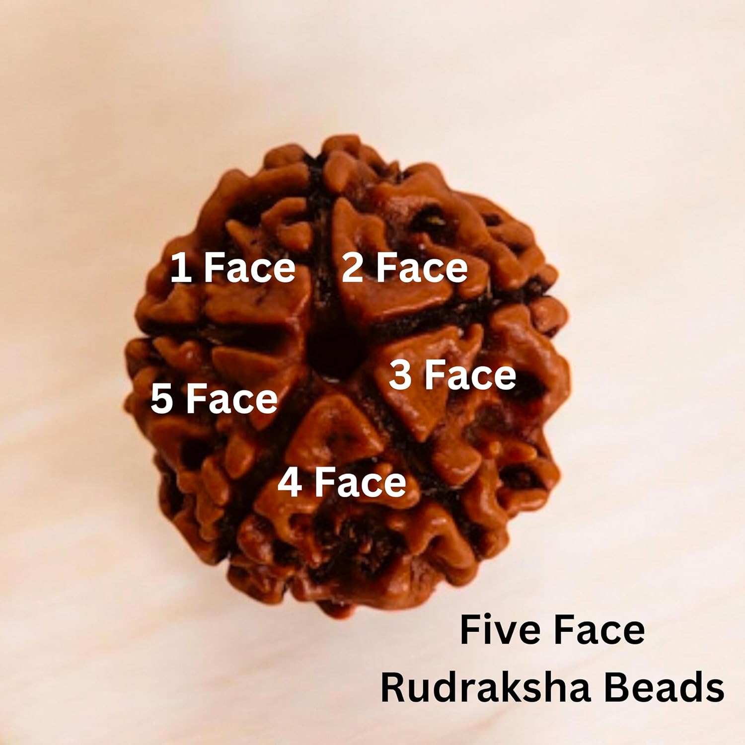 Rudraksha Beads 51 Pcs Lot | 5 Mukhi Natural Himalayan Prayer Beads | Round Loose Bodhi Bead for Meditation, Yoga, Spiritual Jewelry Making, Mala, Bracelet & DIY Craft Supplies