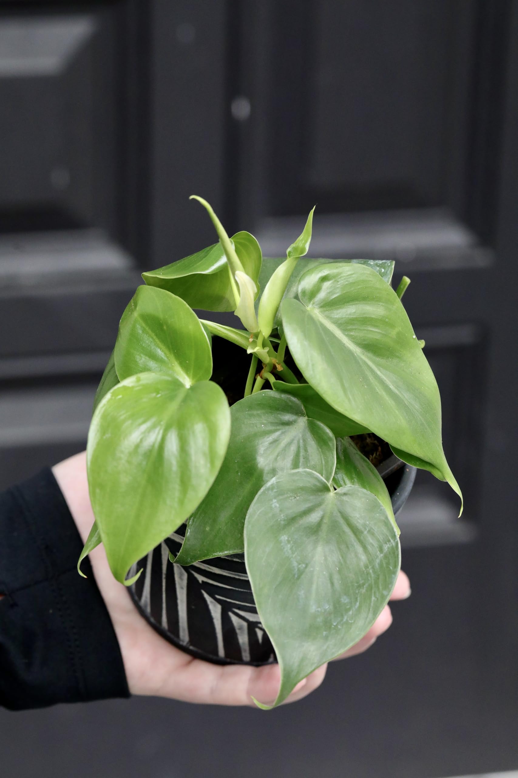 ikea money tree Huge Money Tree main image 0
