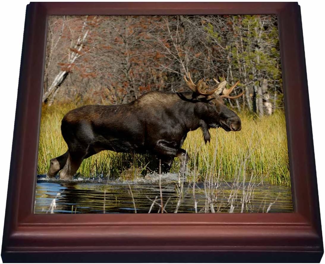 3dRose Bull Moose Wildlife, Grand Teton NP, Wyoming US51 RNU0047 Rolf Nussbaumer Trivet with Ceramic Tile, 8 by 8", Brown