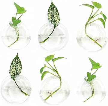 Vumdua 6 PCS Glass Wall Hanging Planters for Flowers, Hydroponics, Indoor Use, Medium, Transparent, Round, Classic Style