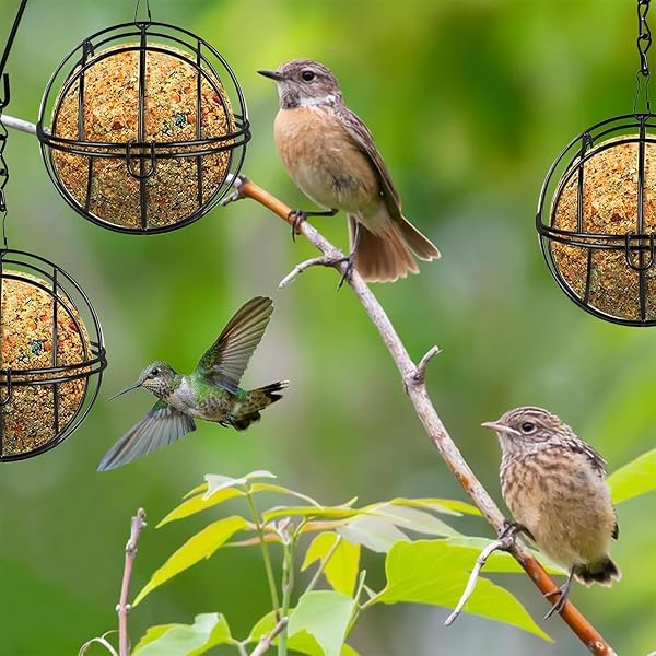 Mangiatoia per uccelli per esterni, in metallo, resistente alle intemperie, 8 pezzi, mangiatoie per uccelli da esterno, per fringuelli, pettirossi, passeri, canarini, pappagallini, cortile, balcone - 2